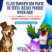 Miderec protege perros que habitan en instalaciones de Juegos Centroamericanos