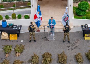 Desmantelan dos masivos sembradíos con más de 5,300 plantas en Azua y arrestan una persona