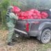 Autoridades incautan decenas de sacos de carbón en zona agrícola de El Gato, La Noria, en La Romana